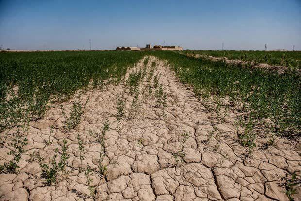 بیش از ۸۰ درصد خاک‌های زراعی خوزستان دچار فقر عناصر غذایی هستند